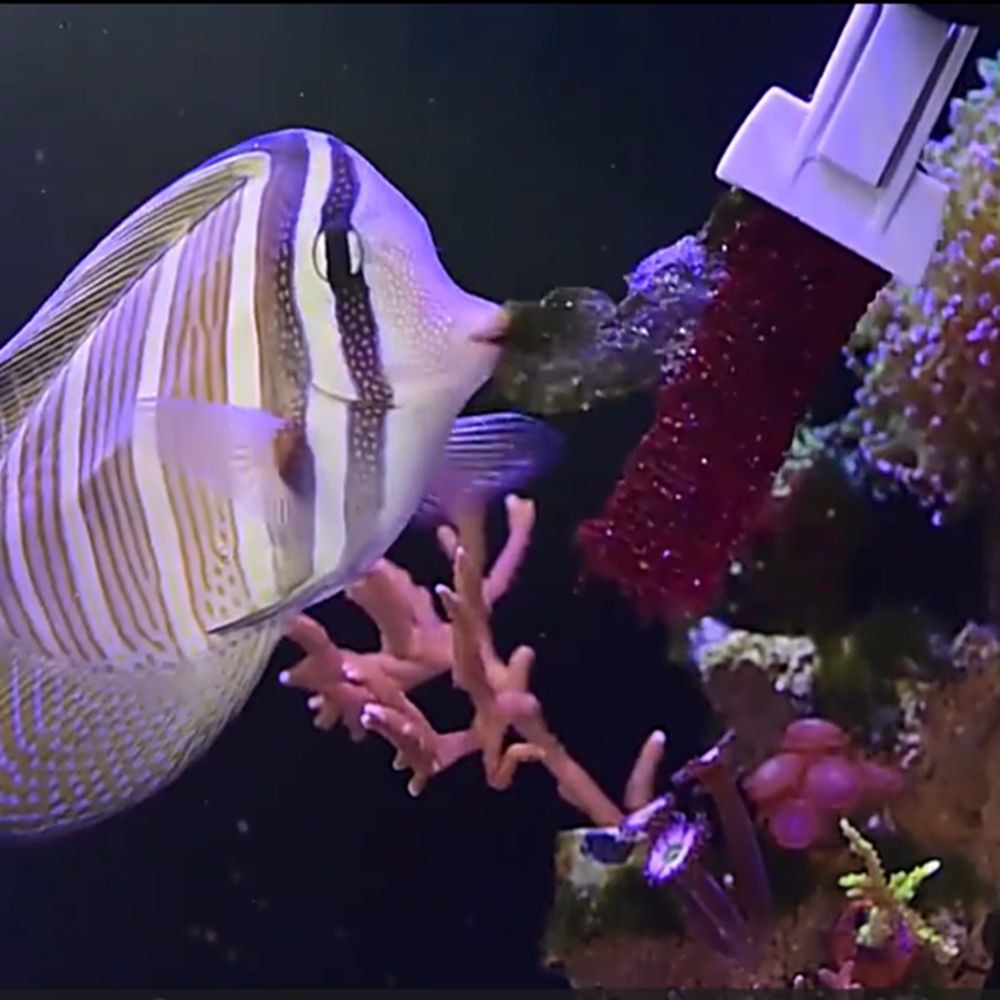 Magnetic Fish Tank Seaweed Veg - Aquarium Marine Services 리뷰 및 가격