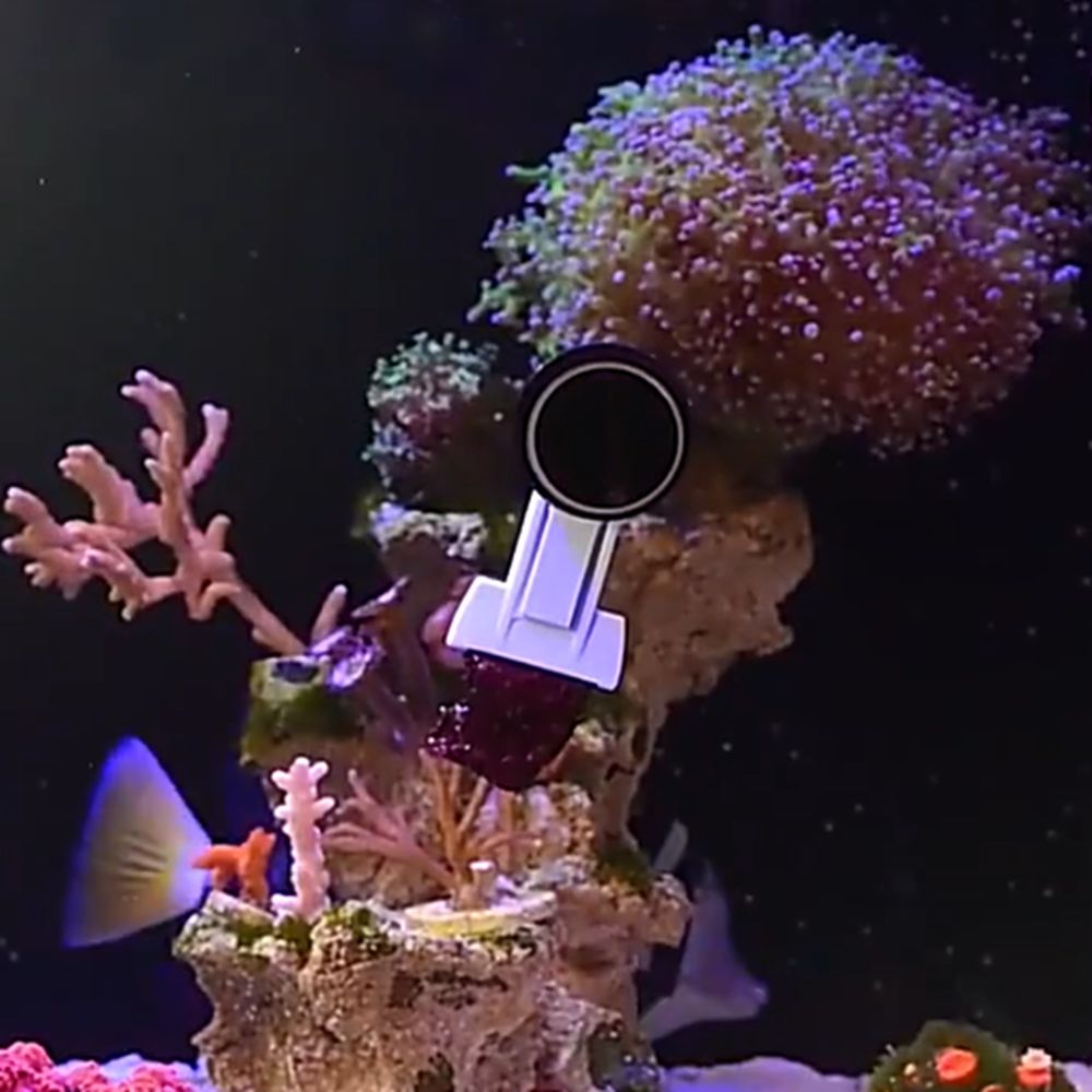 Magnetic Fish Tank Seaweed Veg - Aquarium Marine Services 리뷰 및 가격